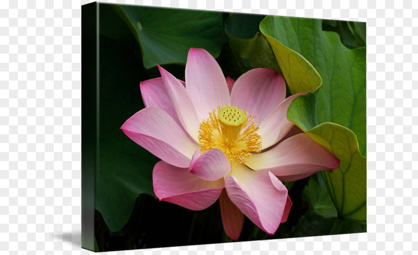 Sacred Lotus Rose Family MTN Group Lotus-m PNG