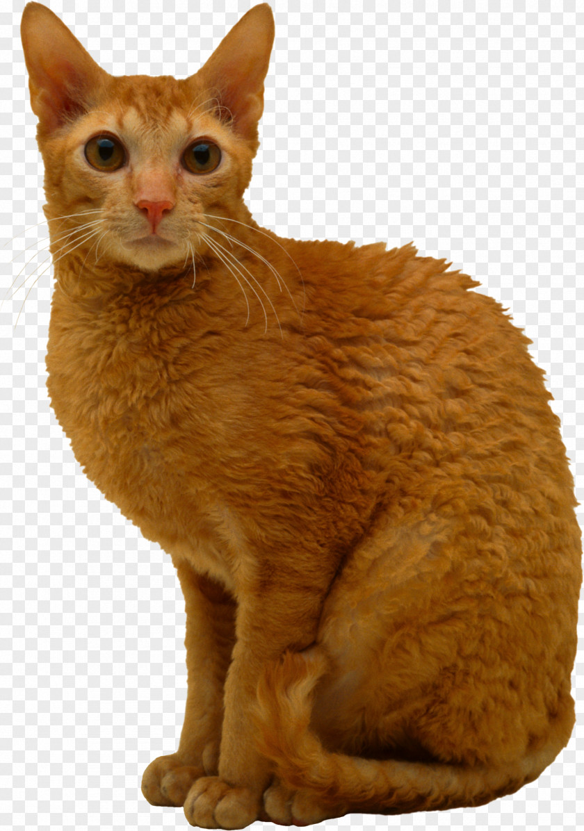 Cats PNG clipart PNG