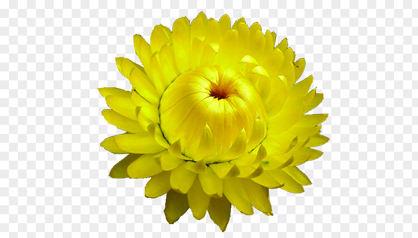 Flower Curry Plant Chrysanthemum Seed PNG