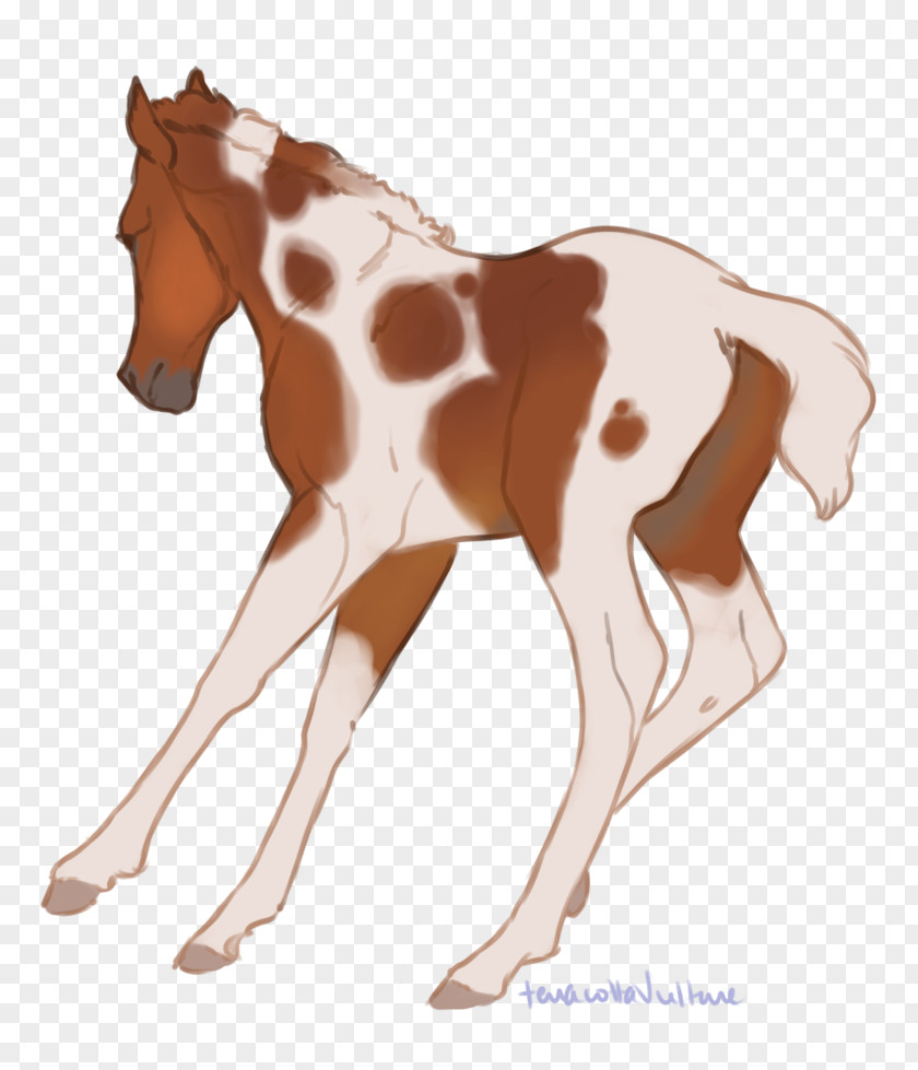 Mustang Foal Colt Stallion Mare PNG