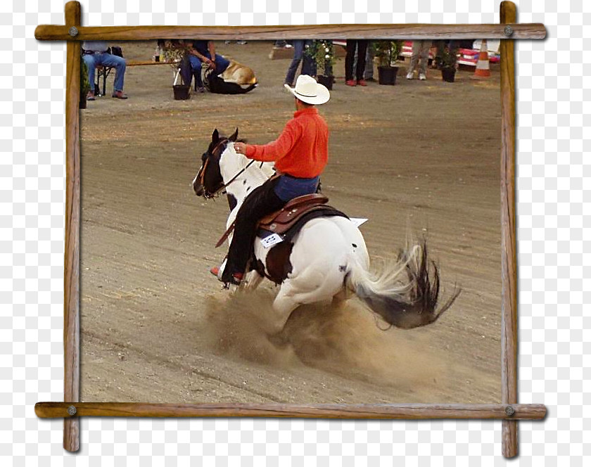 Mustang Stallion Rodeo Rein Mare PNG