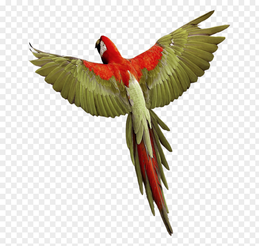 Parrot Budgerigar Bird Macaw PNG