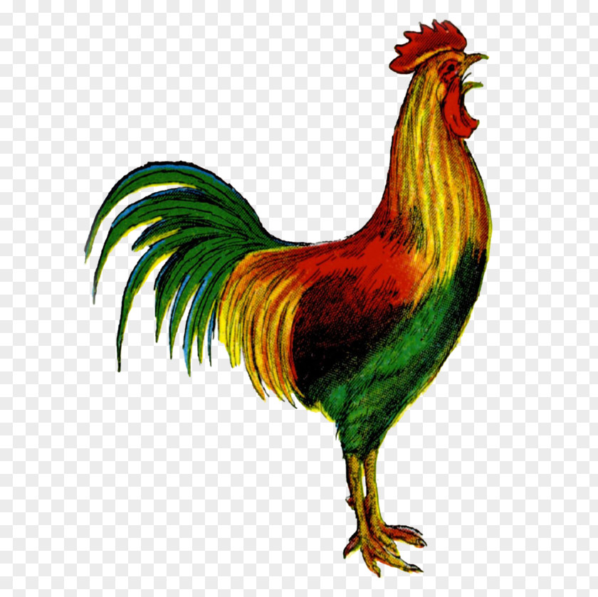 Rooster Welsummer Clip Art Openclipart De Colores PNG