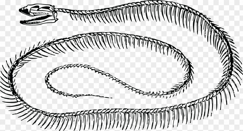 Skeleton Snake Clip Art PNG