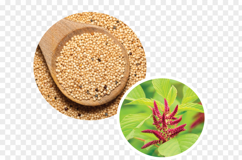 Amaranth Seeds Superfood Vegetarian Cuisine Grain PNG