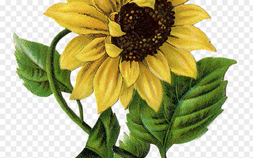 Annual Plant Blackeyed Susan Drawing Of Family PNG