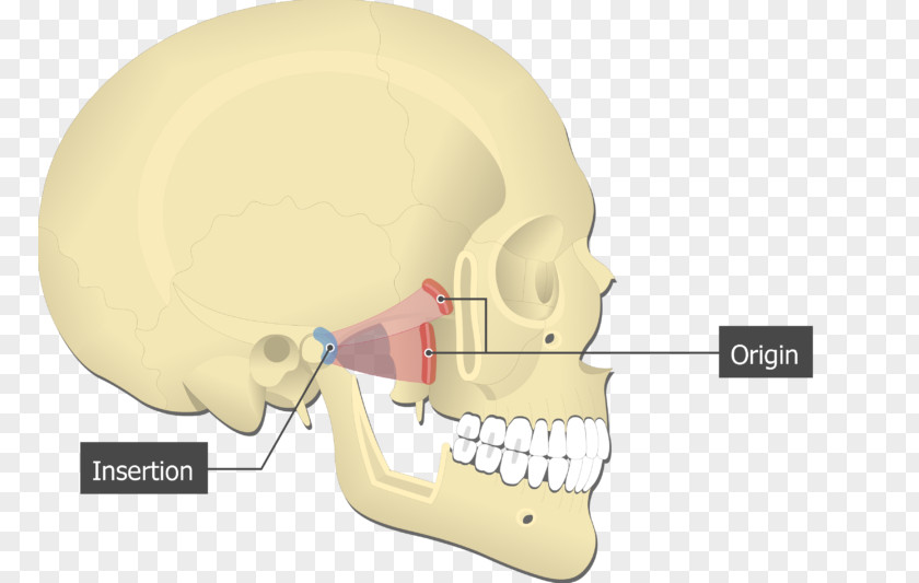 Lateral Pterygoid Muscle Medial Origin And Insertion Muscles Of Mastication Processes The Sphenoid PNG