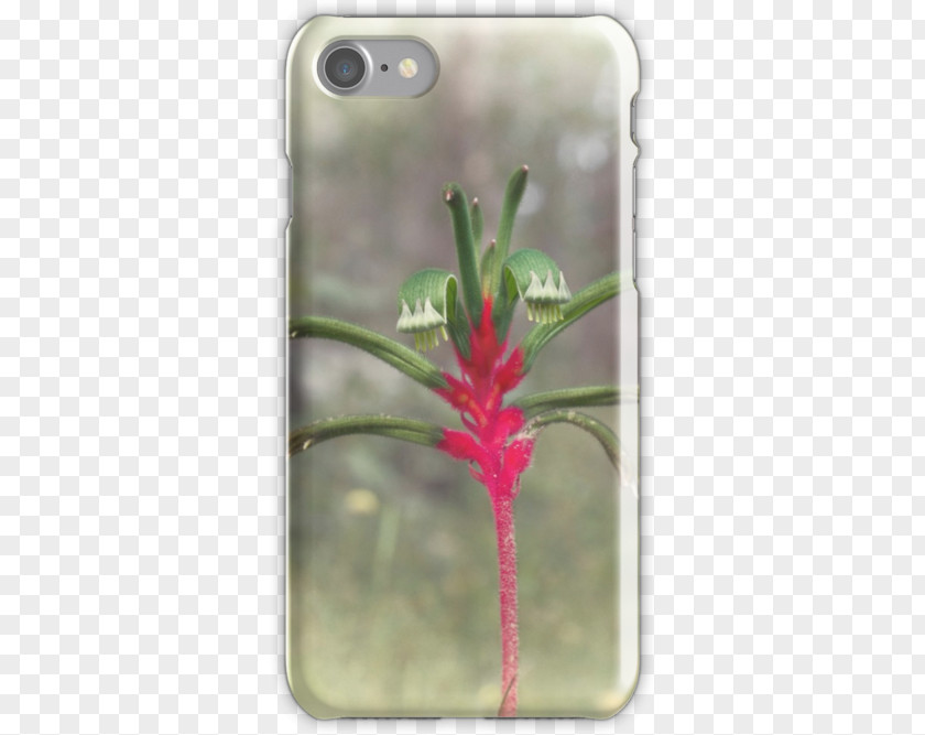 Leaf Flowering Plant Stem Wildflower PNG