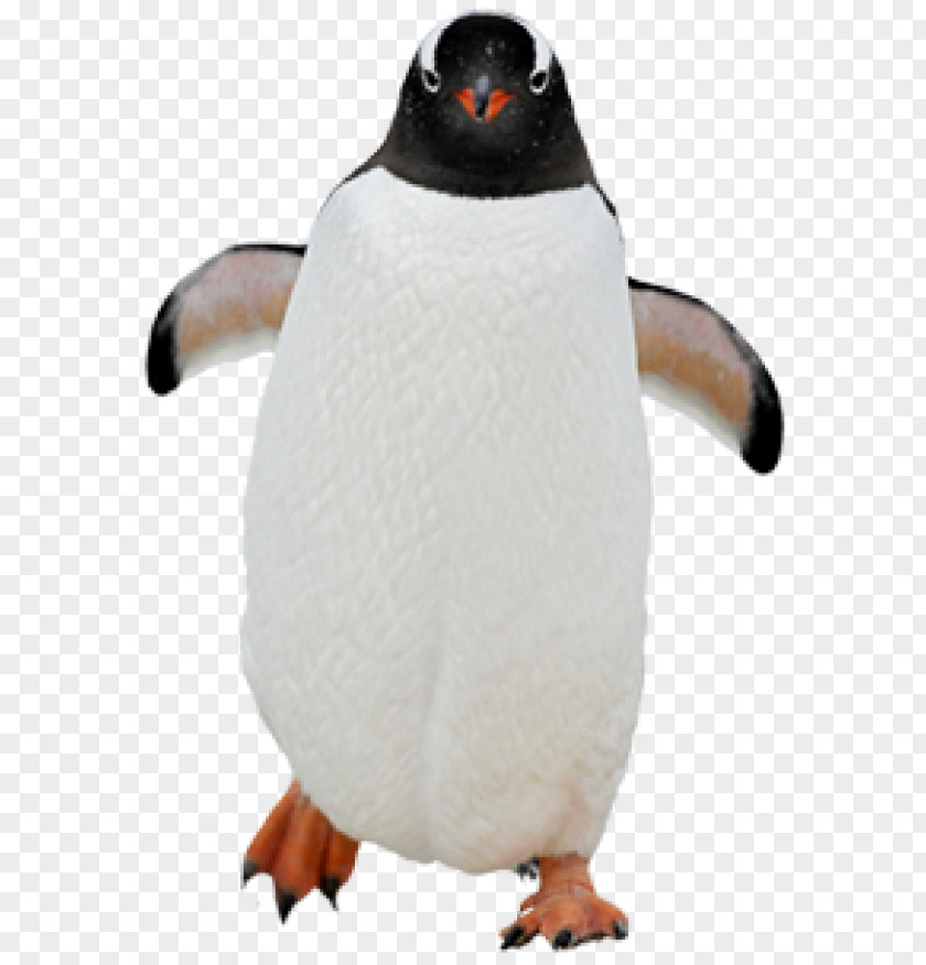 Penguin Kowalski Clip Art Skipper PNG