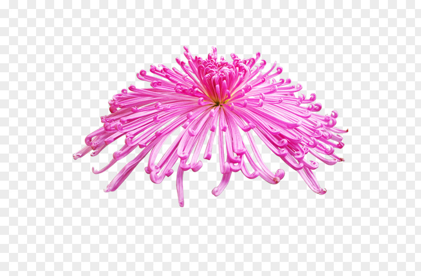 Purple Chrysanthemums Chrysanthemum Flower PNG