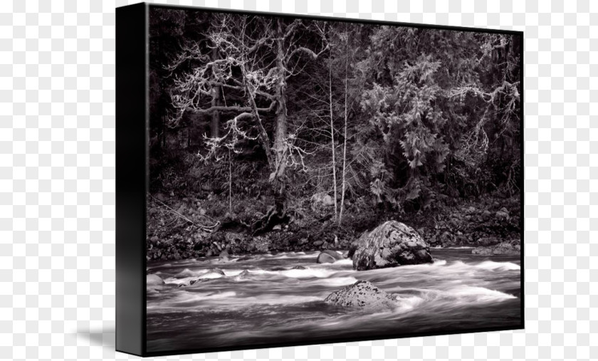 Tree Photography Bayou Picture Frames Nature PNG
