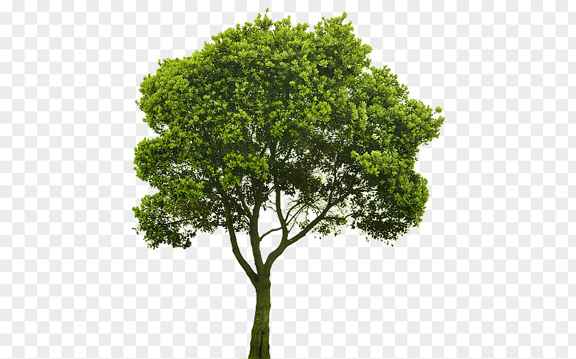 Tree Shrub Rendering Clip Art PNG