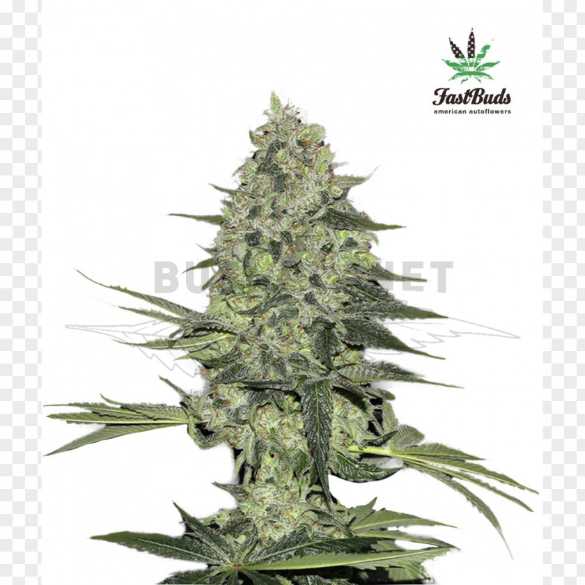 Autoflowering Cannabis Rhinoceros Seed Bank Marijuana PNG
