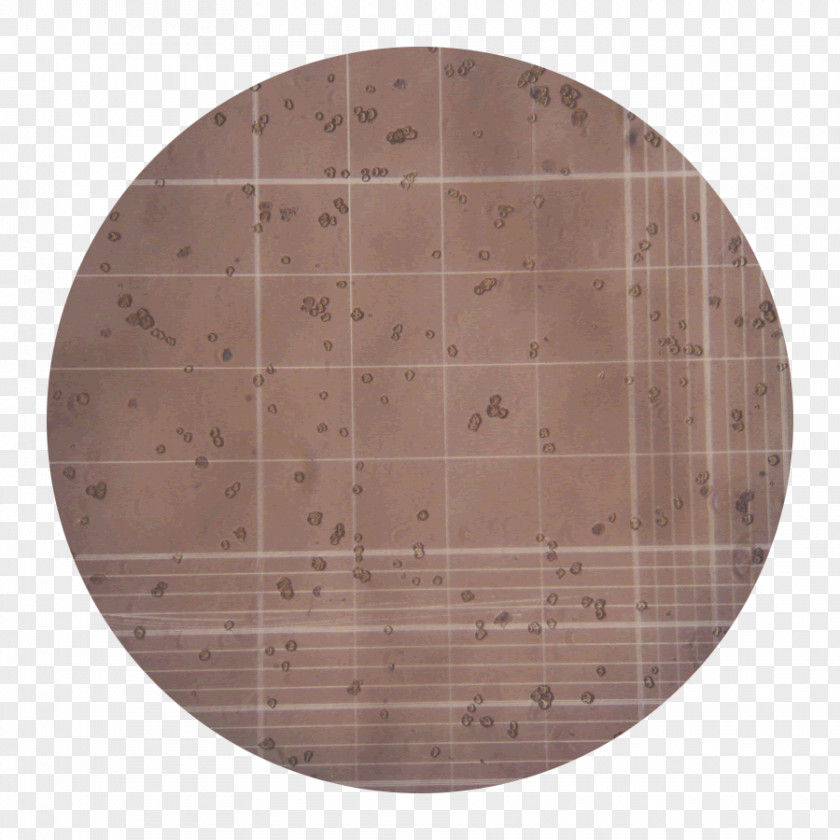 Collagenase Clostridium Histolyticum Cell Tissue Plywood PNG