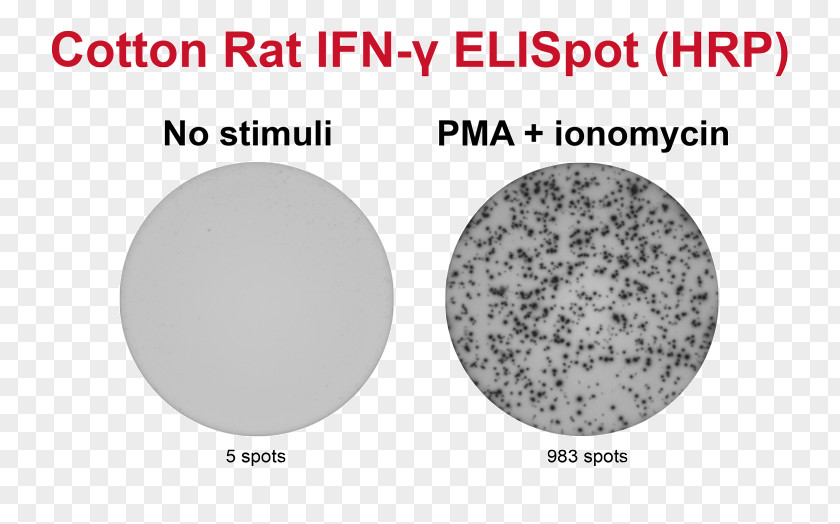 ELISPOT Peripheral Blood Mononuclear Cell Secretion Interferon Gamma PNG