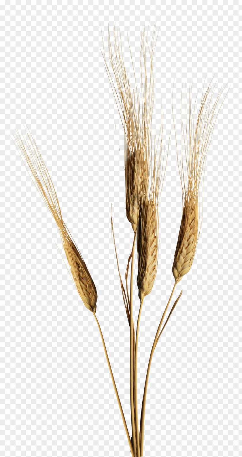 Food Wheat Emmer Einkorn Common Fast PNG