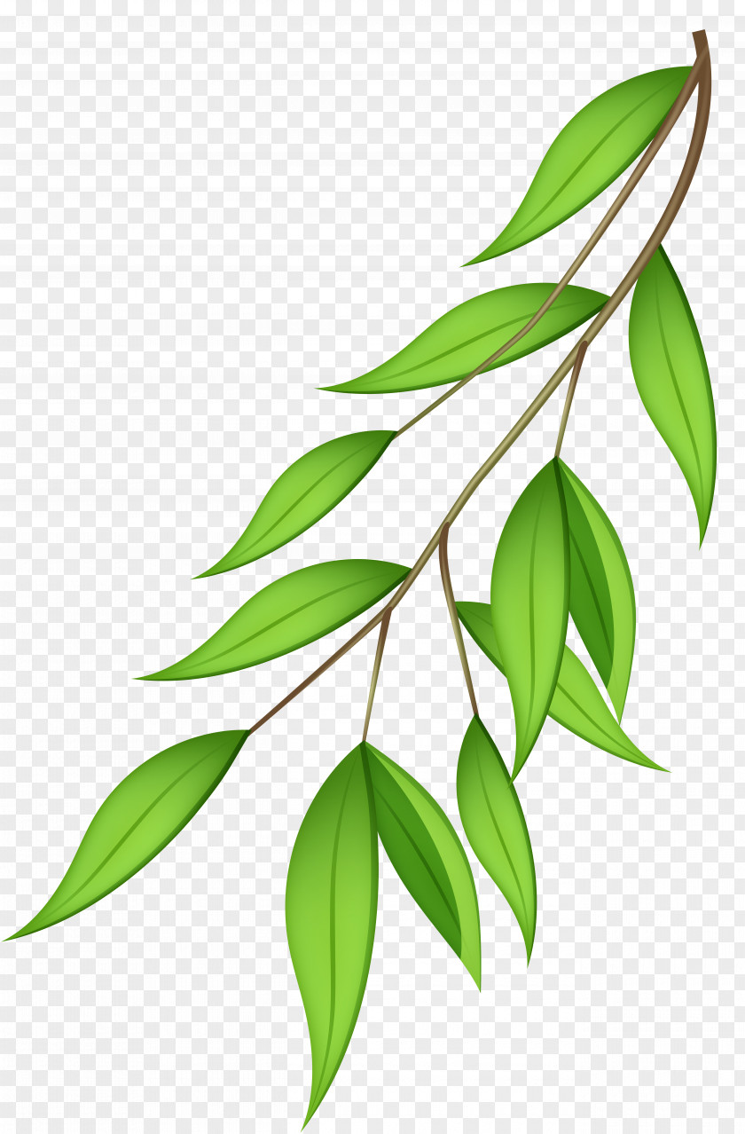 Green Branch Cliparts Tree Clip Art PNG