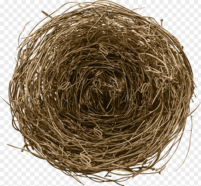 Nest Birds, Nests, & Eggs Nests And Bird PNG