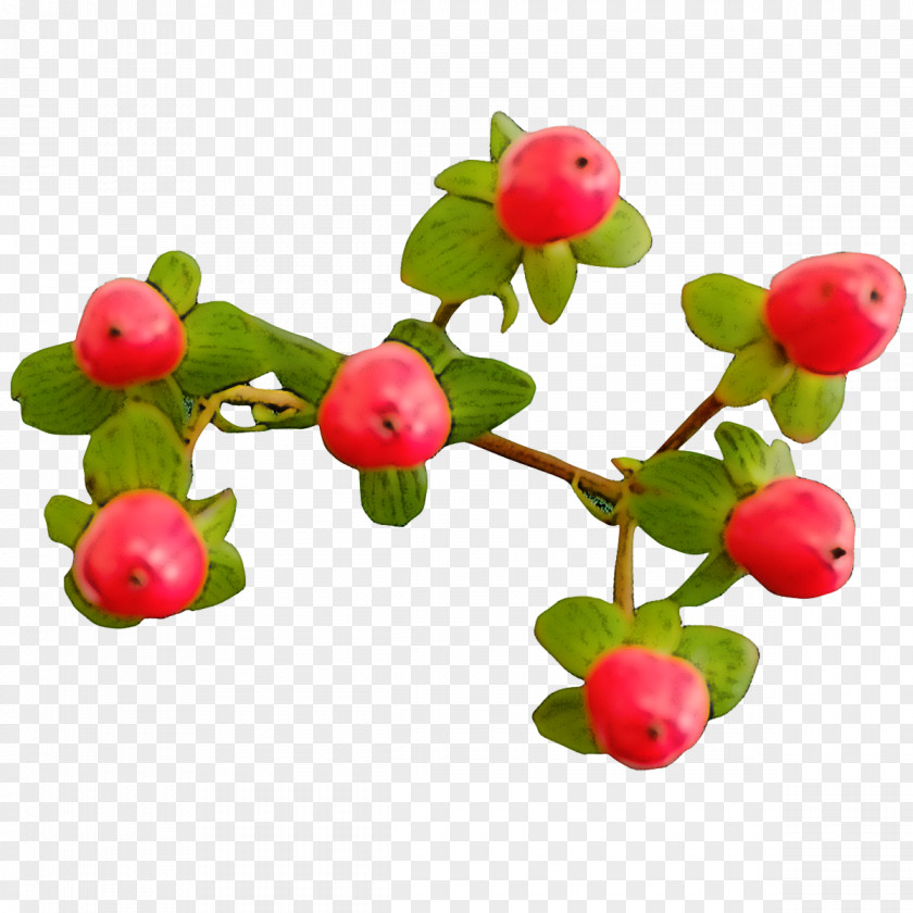 Plant Flower Berry Fruit Branch PNG