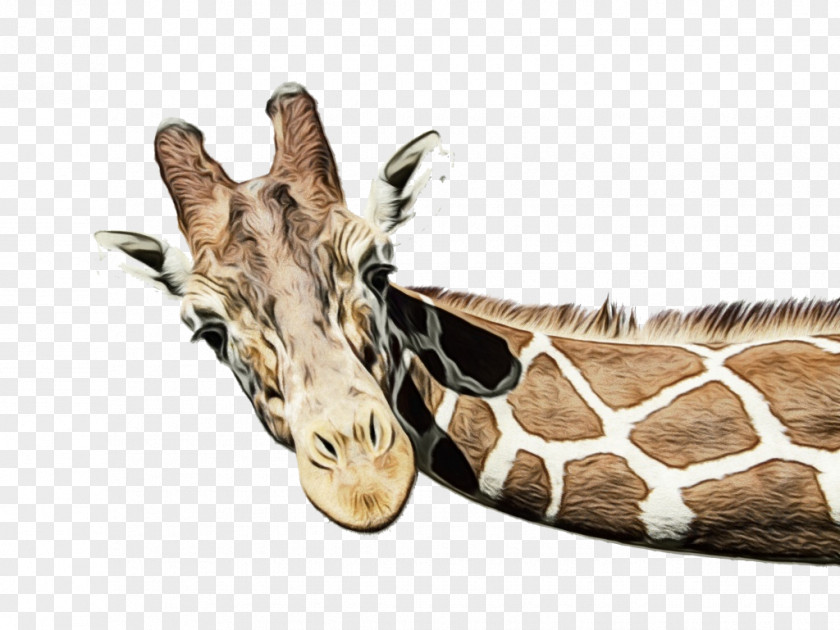 Snout Wildlife Giraffe Cartoon PNG