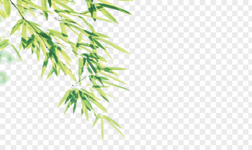 Bamboo Euclidean Vector PNG