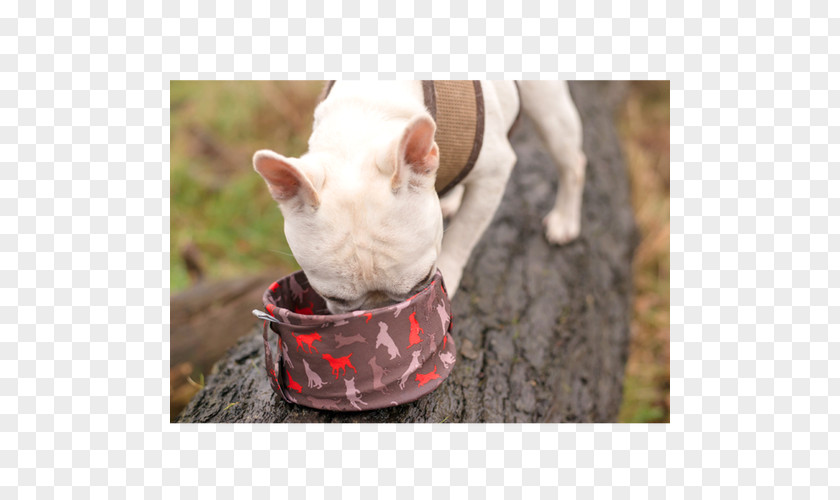 Big Bowls Bull Terrier Dog Breed Snout Whiskers Leash PNG