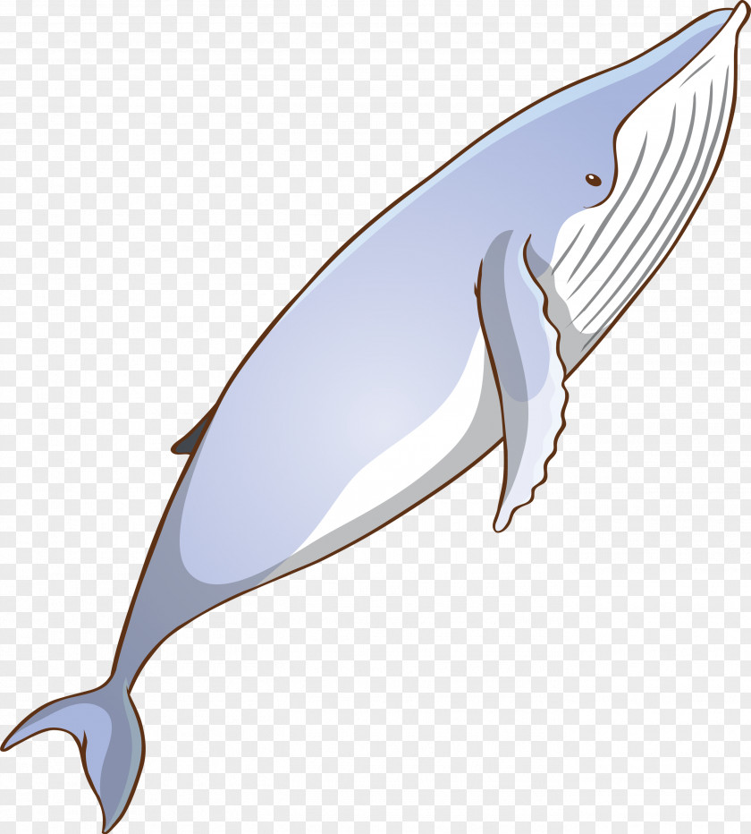 Bottlenose Dolphin Fin Blue Whale Cetacea PNG