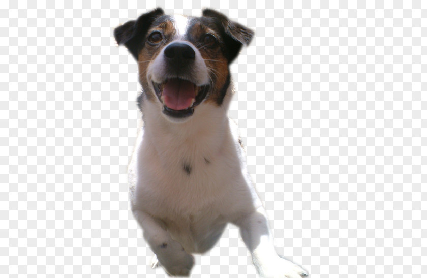 Charlie Dog Breed Jack Russell Terrier Parson Companion PNG