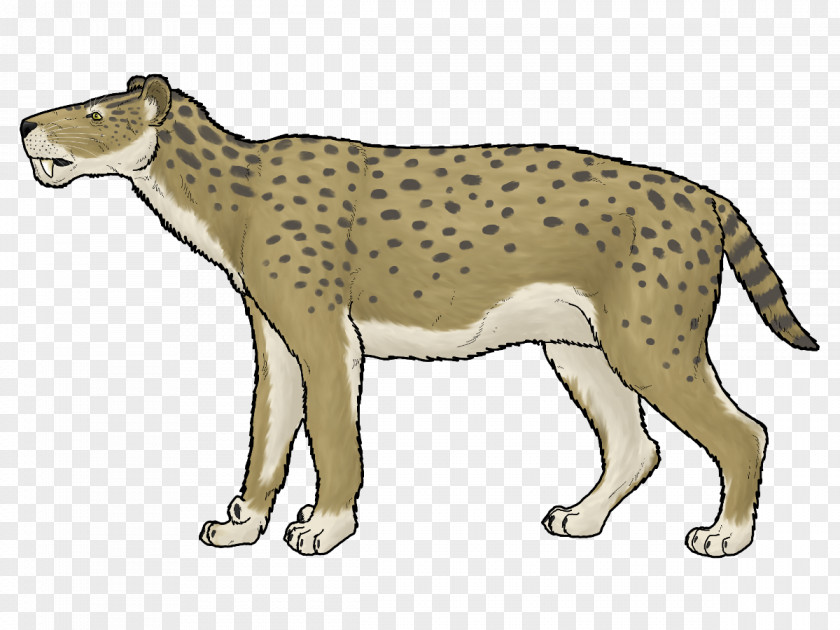 Cheetah Lion Leopard Lokotunjailurus Carnivora PNG