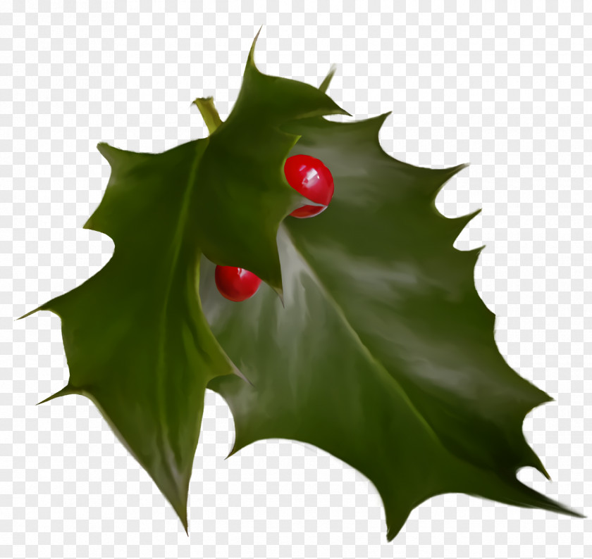 Flower Hollyleaf Cherry Christmas Holly Ilex PNG