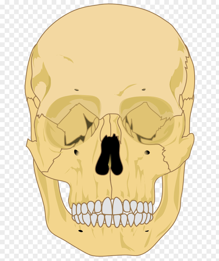 Skull Human Skeleton Anatomy Bone PNG