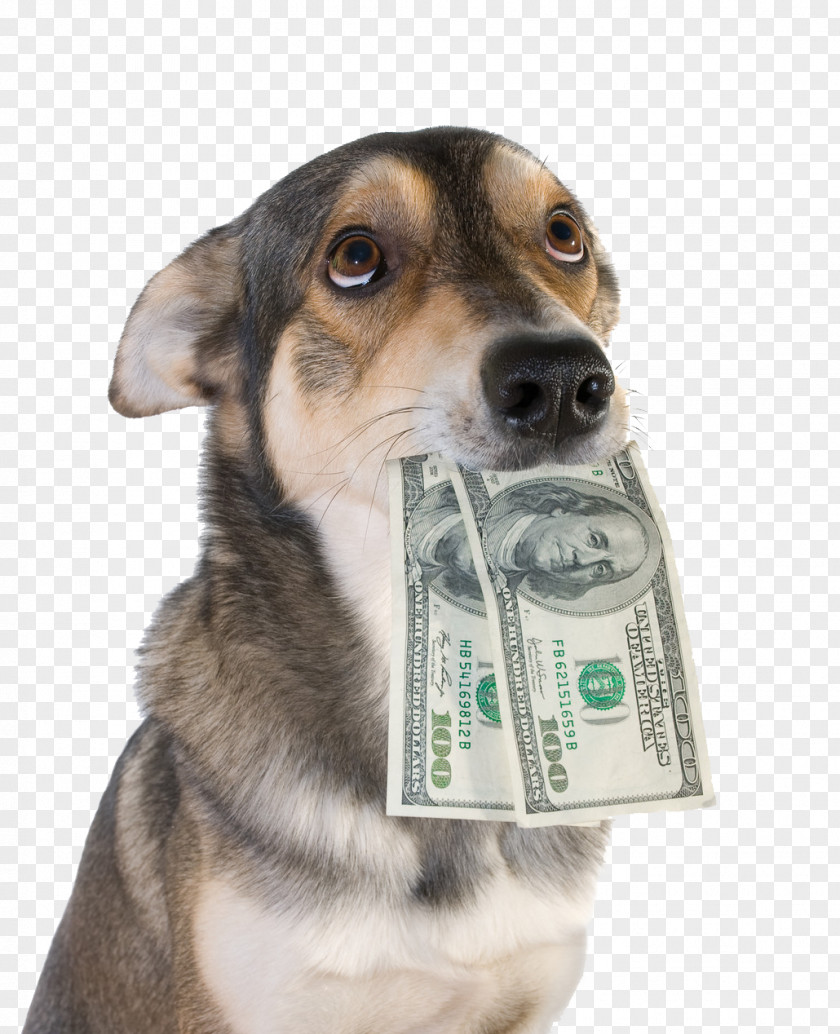Charity Stock Photography Dachshund Pet Sitting Veterinarian Dog Breeding PNG