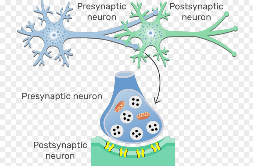 Chemical Synapse Electrical Neuron Gap Junction PNG