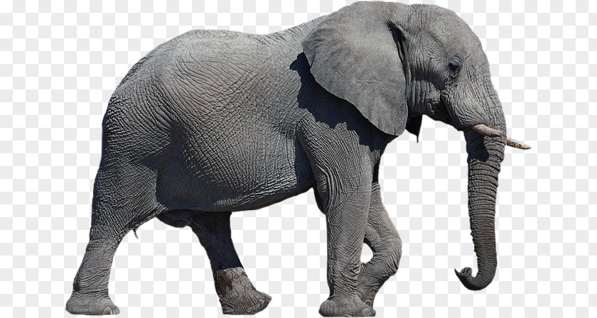 Elephant Transparent Background African PNG