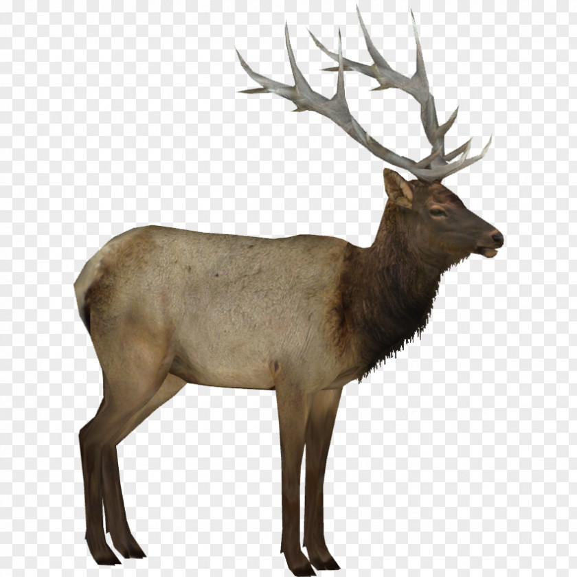 Elk Silhouette Moose Deer Transparency PNG