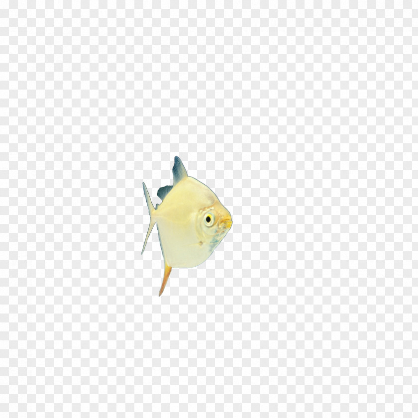 Insects, Fish Yellow PNG
