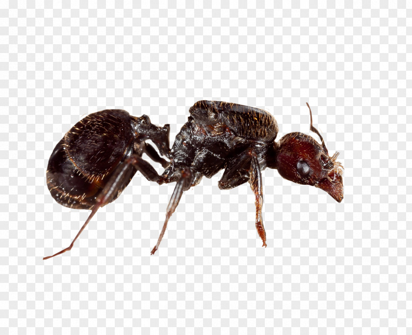 Queen Ant Messor Barbarus Colony PNG