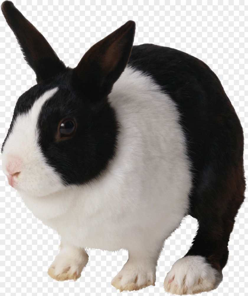 Rabbit Image Cat Hare Clip Art PNG