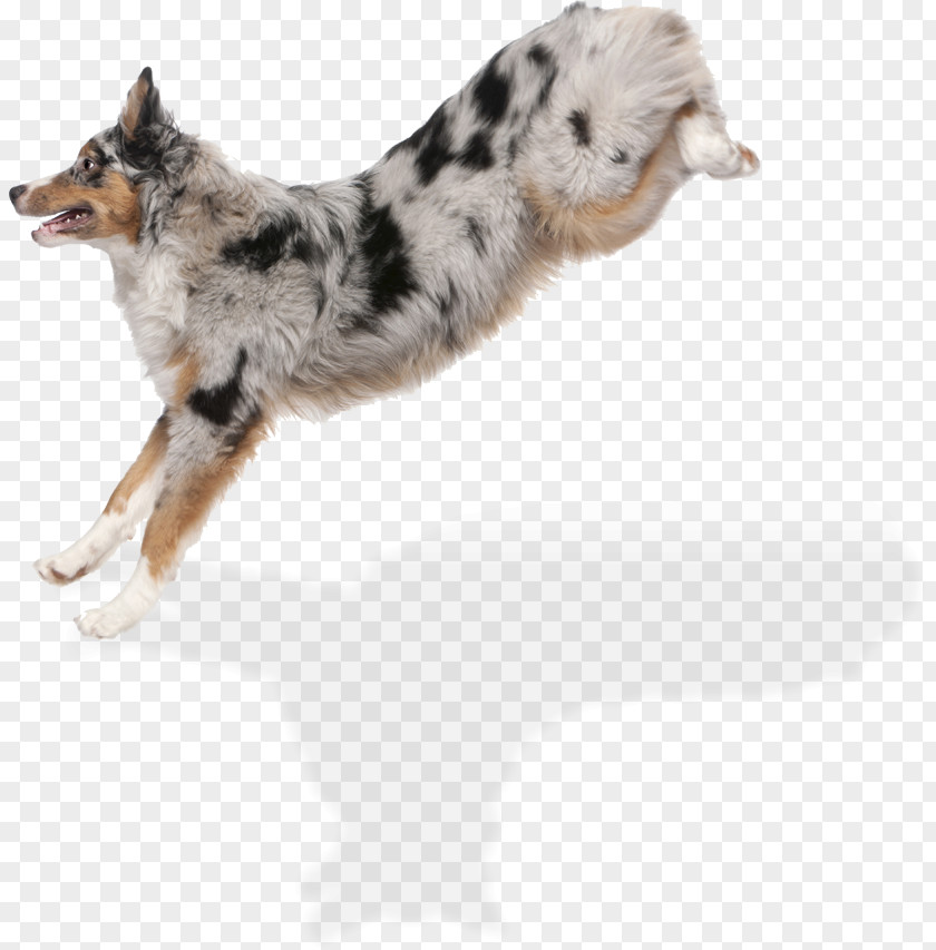 Super Dog Breed Koolie Australian Shepherd Collie German PNG