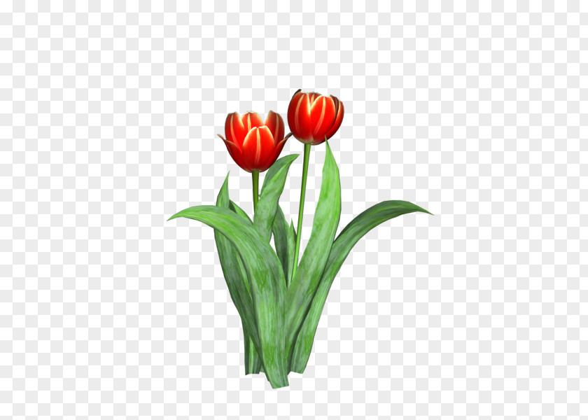 Tulip Cut Flowers Plant PNG