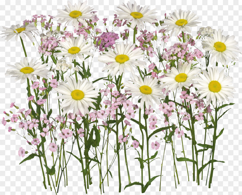 Camomile German Chamomile Flower PNG