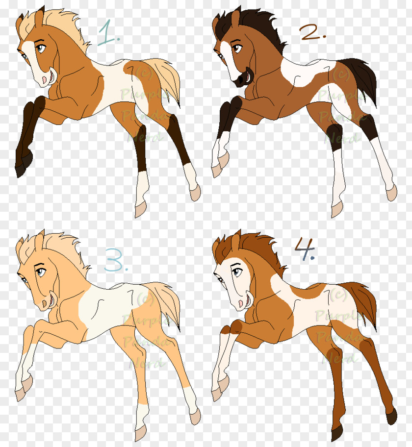 Mustang Foal Colt Pony Stallion PNG