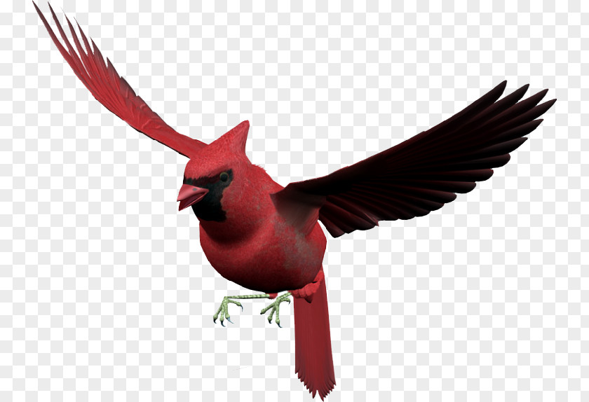 Parfait Bird Flight Adobe Photoshop RGB Color Model PNG