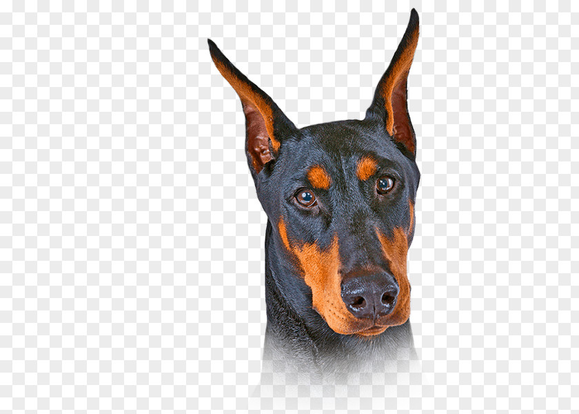 Puppy Dobermann German Pinscher Miniature Manchester Terrier PNG