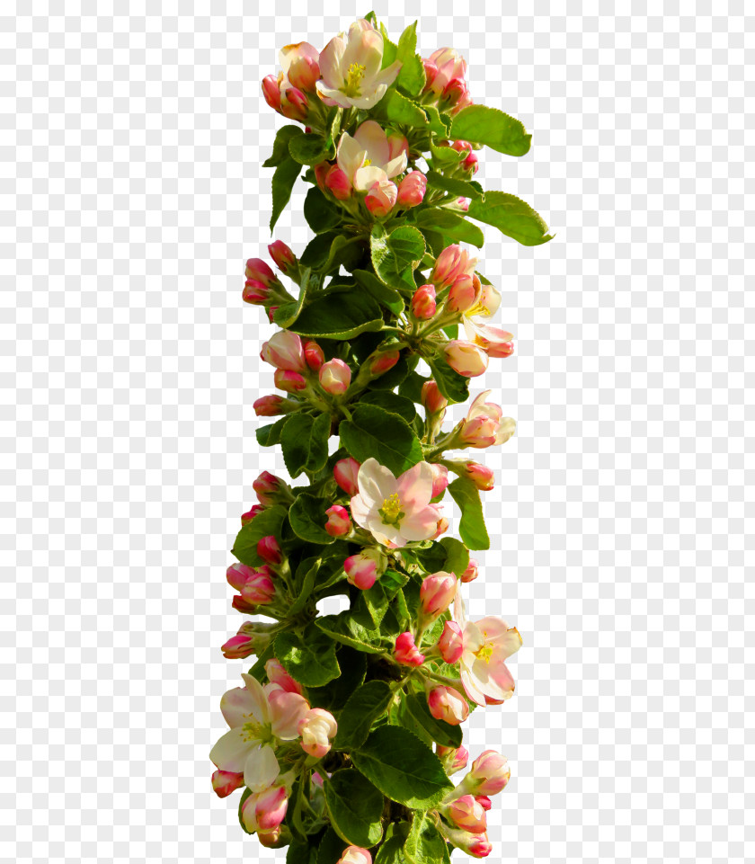 Spring Border Flowers Flower Bouquet Clip Art PNG