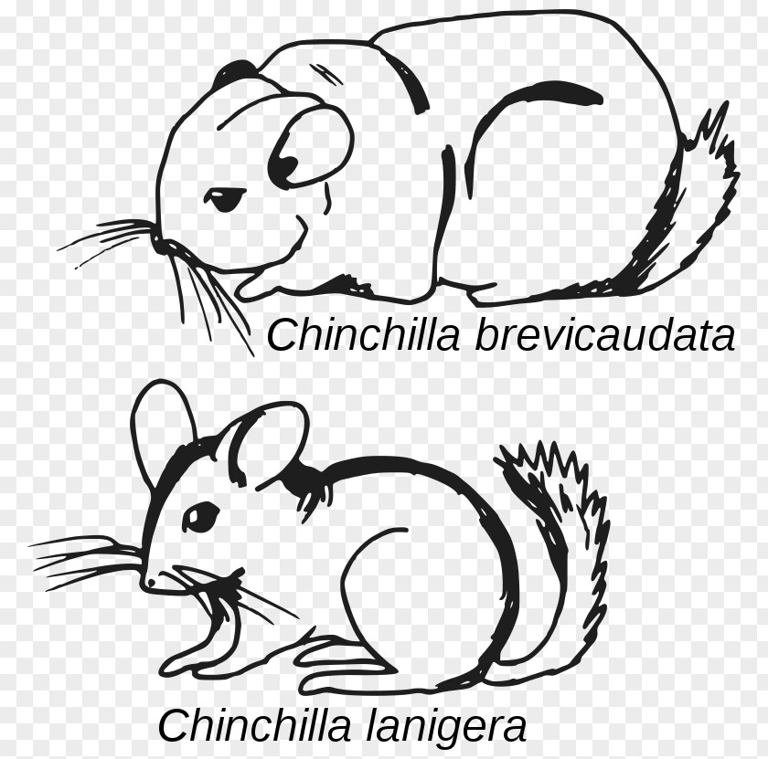 Andes Mountains Argentina Long-tailed Chinchilla Short-tailed Rodent Mammal Crepuscular Animal PNG