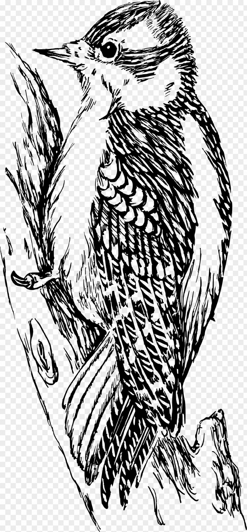 Bird Downy Woodpecker Black And White Clip Art PNG