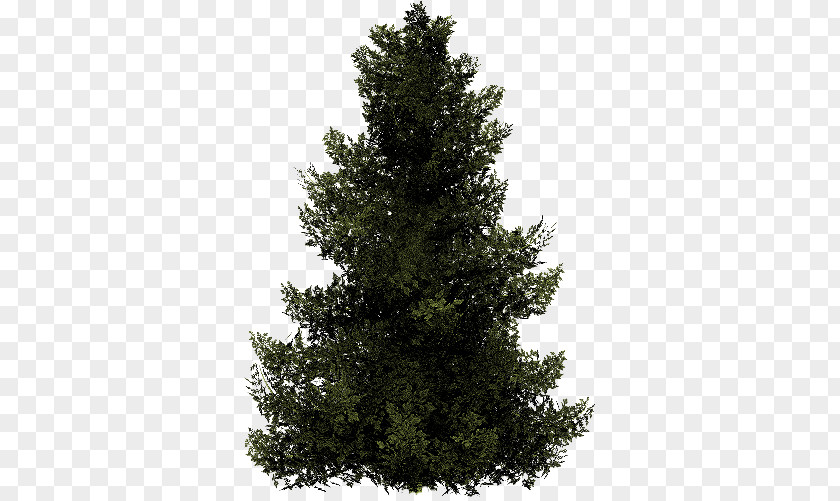 Christmas Tree Spruce Fir Stone Pine PNG