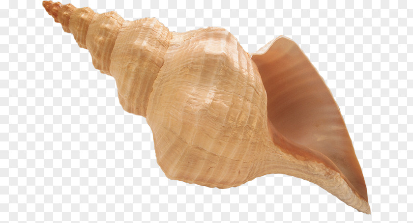 Conch Pont-l'Abbé Getty Images Photography PNG