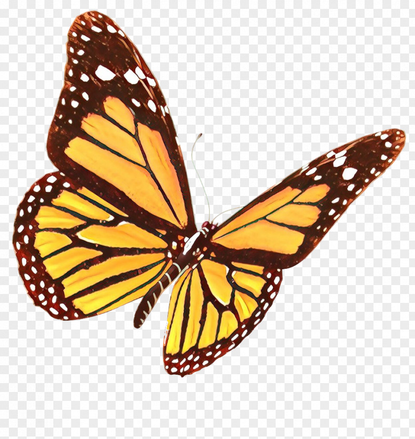 Monarch Butterfly Clip Art Glasswing Brush-footed Butterflies Transparency PNG